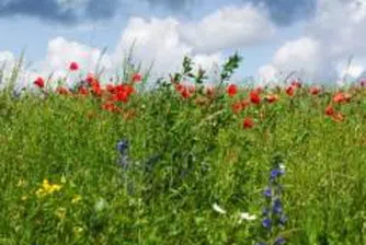 РИОСВ приключи работата по подготовката на проектозаповедите за НАТУРА 2000