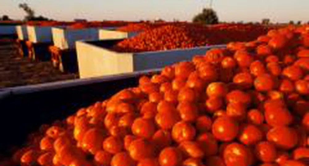 Домати, дини, олио и сирене поевтиняха през седмицата