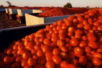 Домати, дини, олио и сирене поевтиняха през седмицата