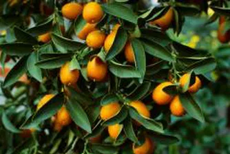 Производители на цитрусови плодове от Италия търсят партньори у нас