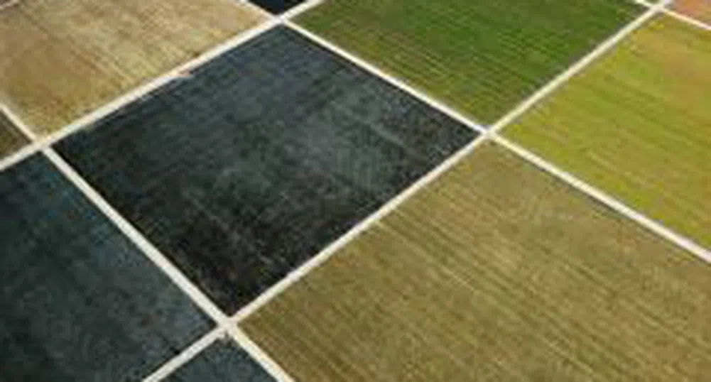 Agricultural Land – The Most Promising Segment Within the Real Estate Sector