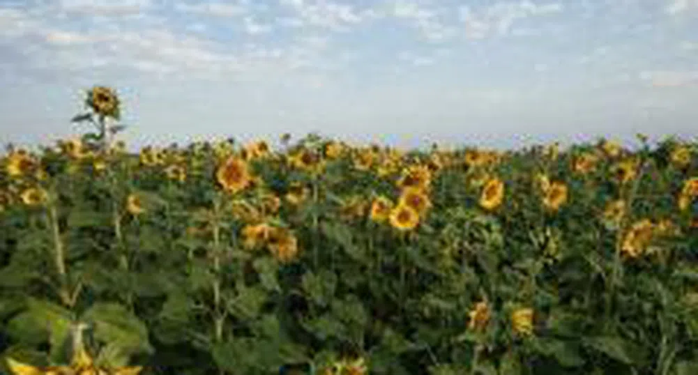 Двоен скок на бензин и олио