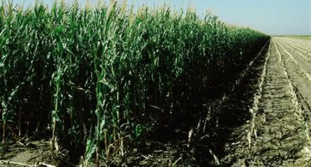 Fourth of Romania's Fertile Land Unfarmed