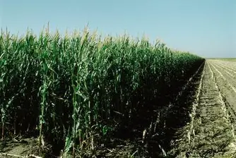 Fourth of Romania's Fertile Land Unfarmed