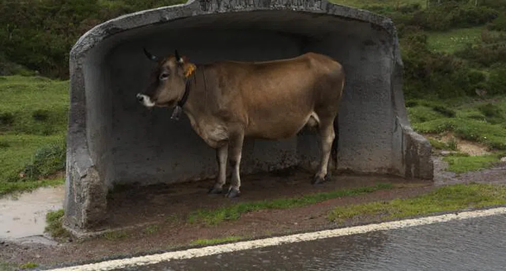 В Сърбия продават крави на....лизинг