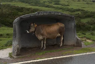 В Сърбия продават крави на....лизинг