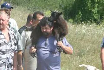 Правителството реши да даде 60 млн. лв. на млекопроизводителите