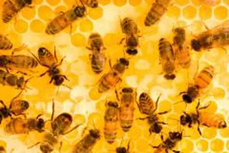 Усвоени са 50% от парите от Националната програма за пчеларство