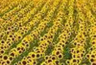 CCB Analysis Projects Zarneni Hrani Bulgaria’s Fair Price/Share between 4.94 and 9 Leva