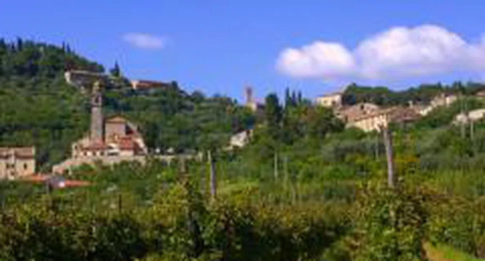 Искаме от Брюксел 166 млн. евро за лозята