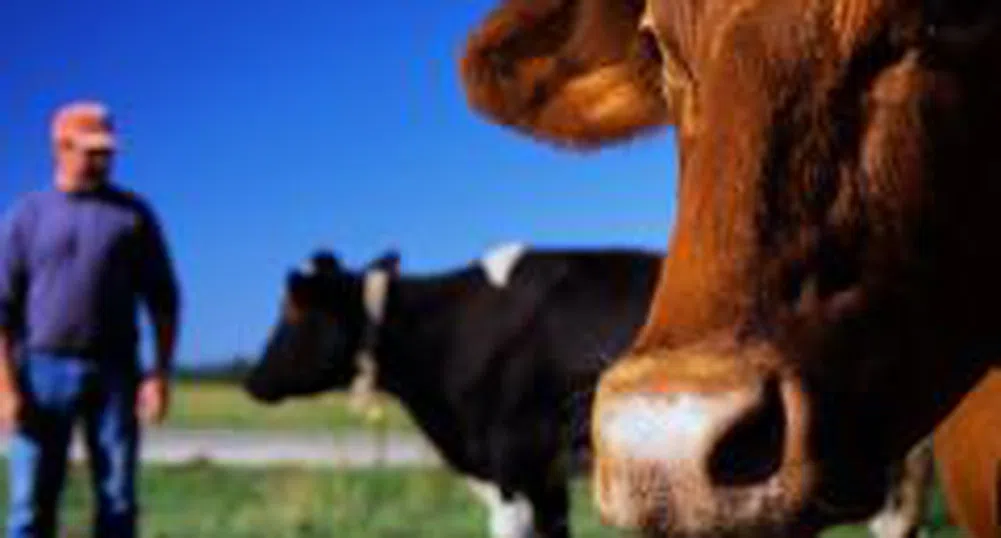 Млекопроизводителите също протестират днес пред НС