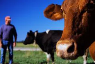 Млекопроизводителите също протестират днес пред НС