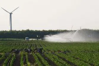 На Софийската стокова борса продават пшеница на цена 350 лв. за тон