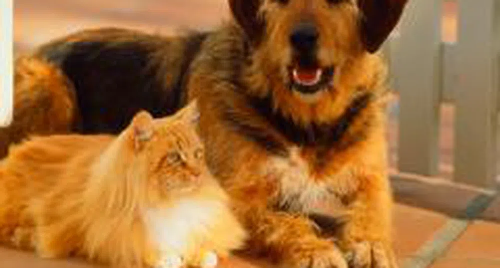 Забраняват домашните любимци в Саудитска Арабия