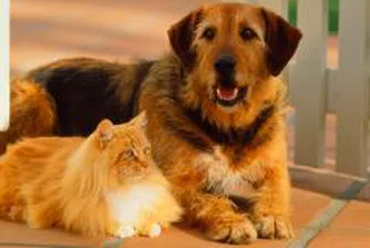 Забраняват домашните любимци в Саудитска Арабия