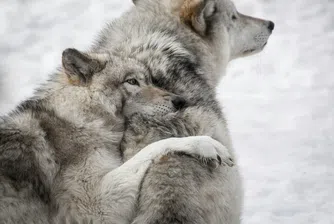 Проследяването на диви вълци се превръща в нов начин за опазване на природата и възраждане на отдалечени планински региони в Италия, Румъния, Франция и Швеция