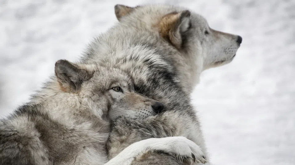 Вълчите пътеки на Европа са новото лице на устойчивия туризъм