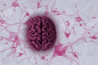 Учени разкриват как мозъкът избира какво да запомни, като използва различни правила според типа информация и ситуацията