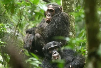 Гражданската война на шимпанзетата. Един човешки сценарий в света на приматите