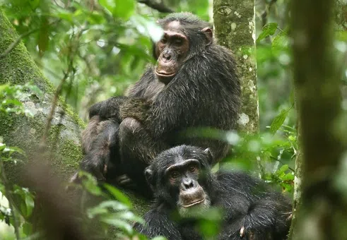 Гражданската война на шимпанзетата. Един човешки сценарий в света на приматите