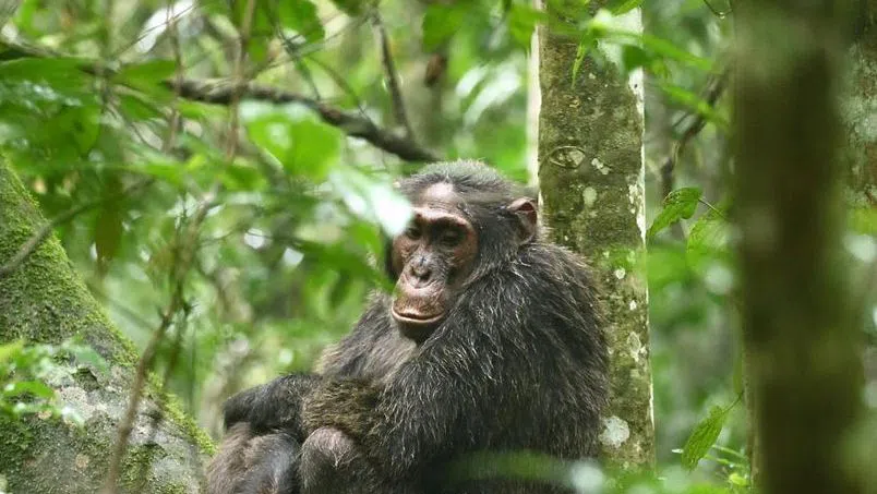 Гражданската война на шимпанзетата. Един човешки сценарий в света на приматите