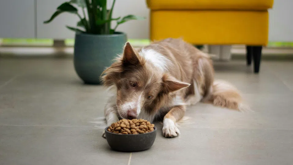 Муха в купата на кучето ми: Насекомите в храната за домашни любимци и абсурдната реалност в ЕС