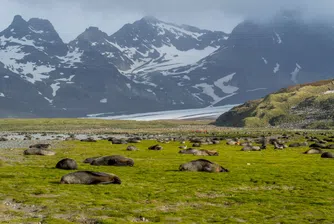 Тайният свят на животинския сън
