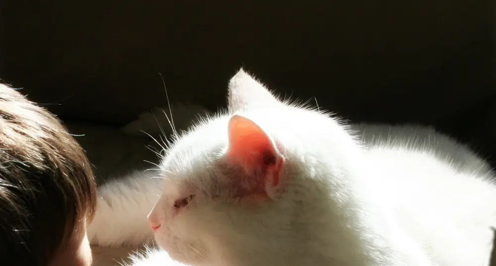 Котките са най-добрият имитатор на човека