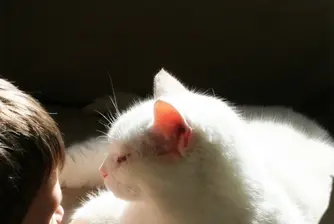 Котките са най-добрият имитатор на човека