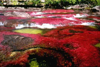 Caño Cristales - най-красивата река в света