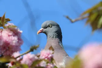 Какво се случва, когато гълъб свие гнездо върху полицейска кола