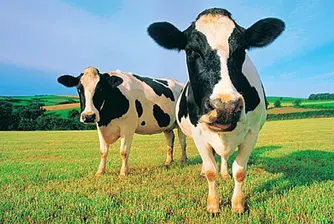 Инвестиции в крави!?