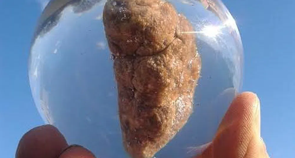 Национален музей на изпражненията отвори врати във Великобритания