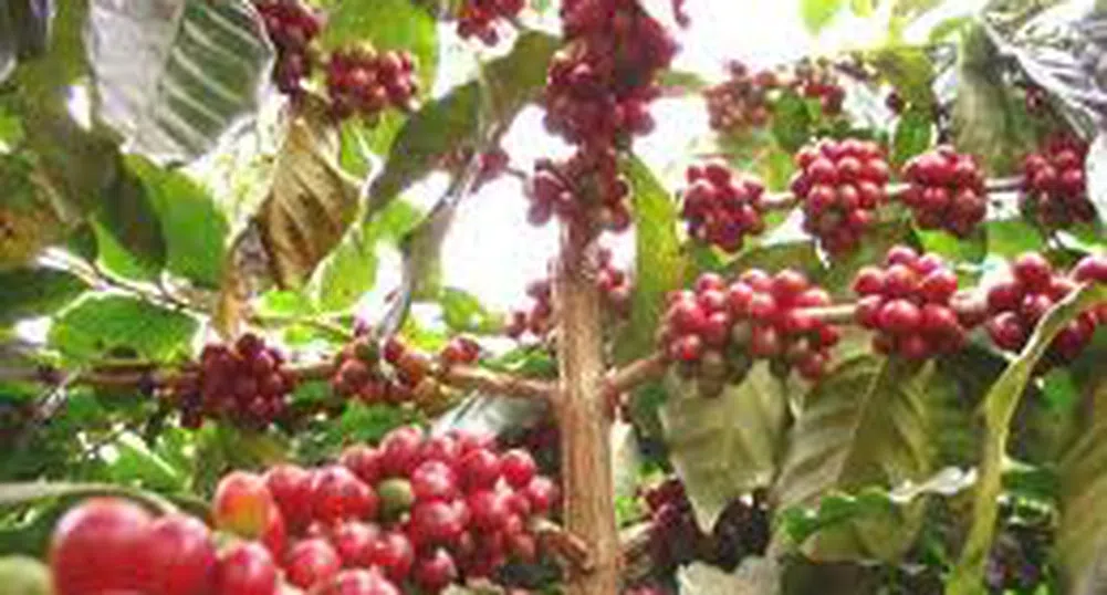 Изчезването на кафето и последиците от това