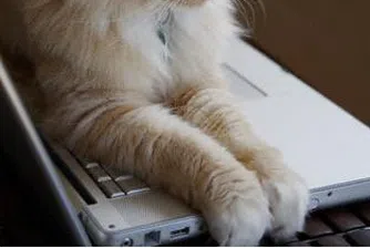 Американец обвини котарака си, че качва детска порнография