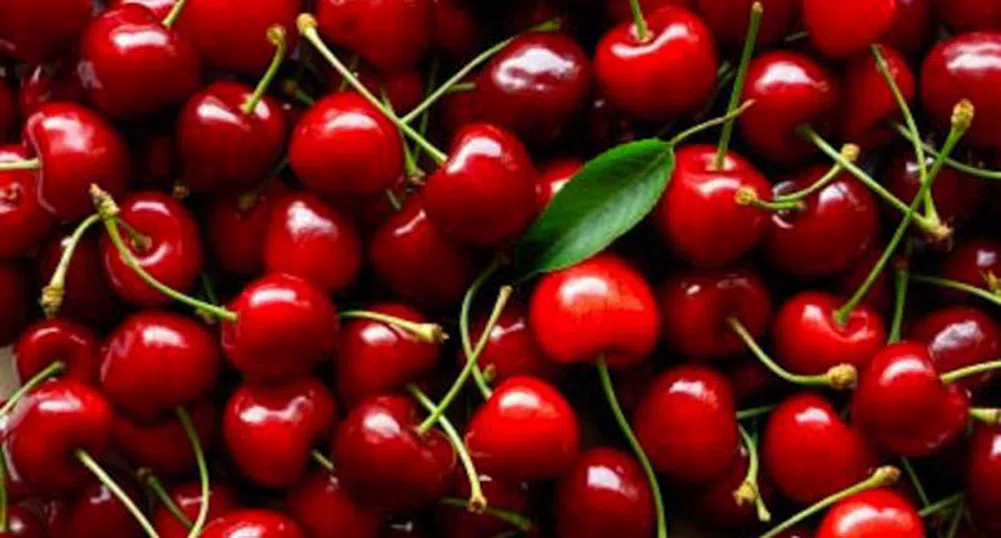 Свръхпродукция срина цените на черешите