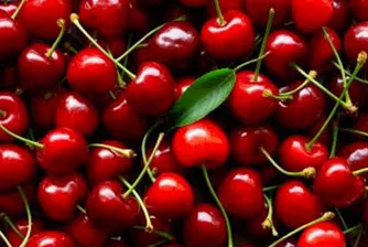 Свръхпродукция срина цените на черешите