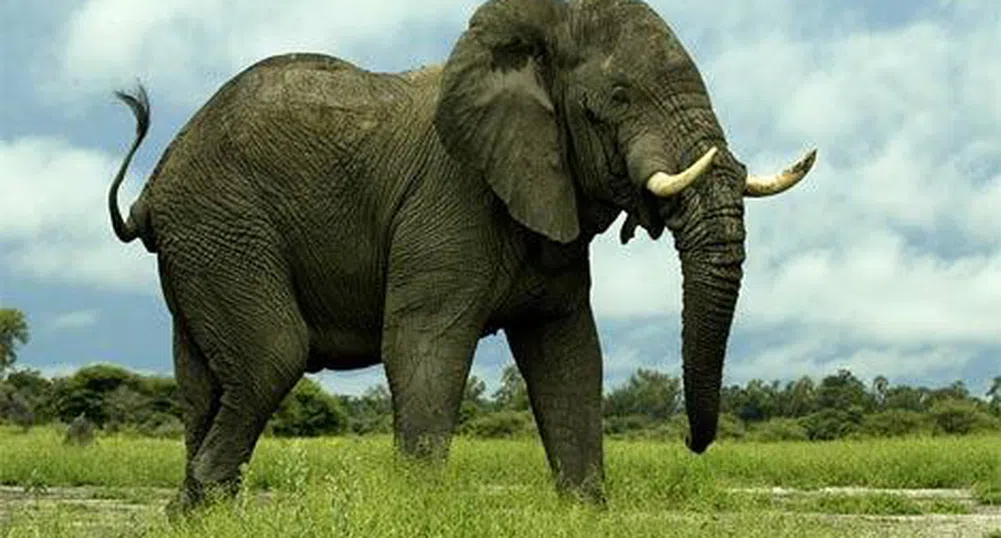 Отвличанията на слонове с цел откуп растат