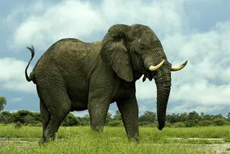 Отвличанията на слонове с цел откуп растат