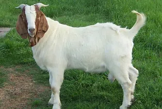 Наеми си папарак, баба или пък ковчег