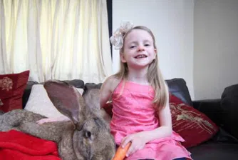 Най-големият заек в света