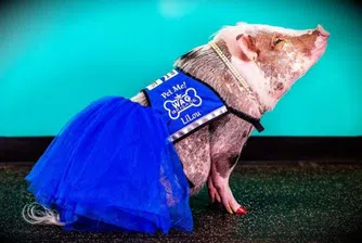 Летището в Сан Франциско назначи прасе на работа