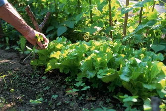 Марулята три пъти по-вредна за околната среда от бекона?