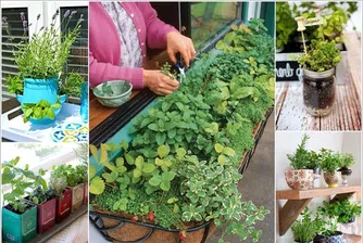 10 билкови градини за дома, които заемат ужасно малко място
