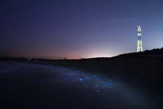 Светещи калмари направиха невероятно шоу в Япония