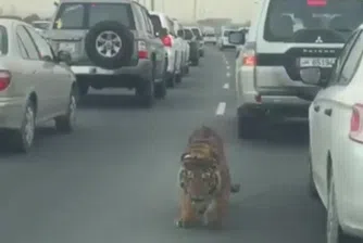 Как разхождат домашните си любимци в Катар?