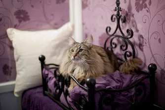 Котешки хотел 5 звезди