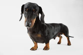 Най-агресивните породи кучета