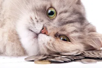 Имоти,сметки и личен шофьор: Как живеят най-богатите животни на планетата