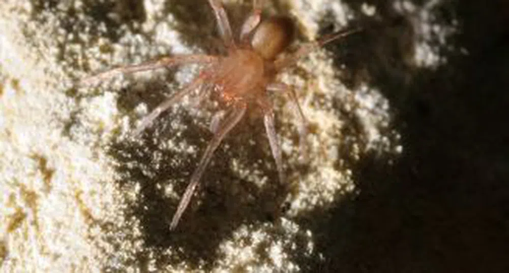 Паяк спря инфраструктурен проект за 15 млн. долара